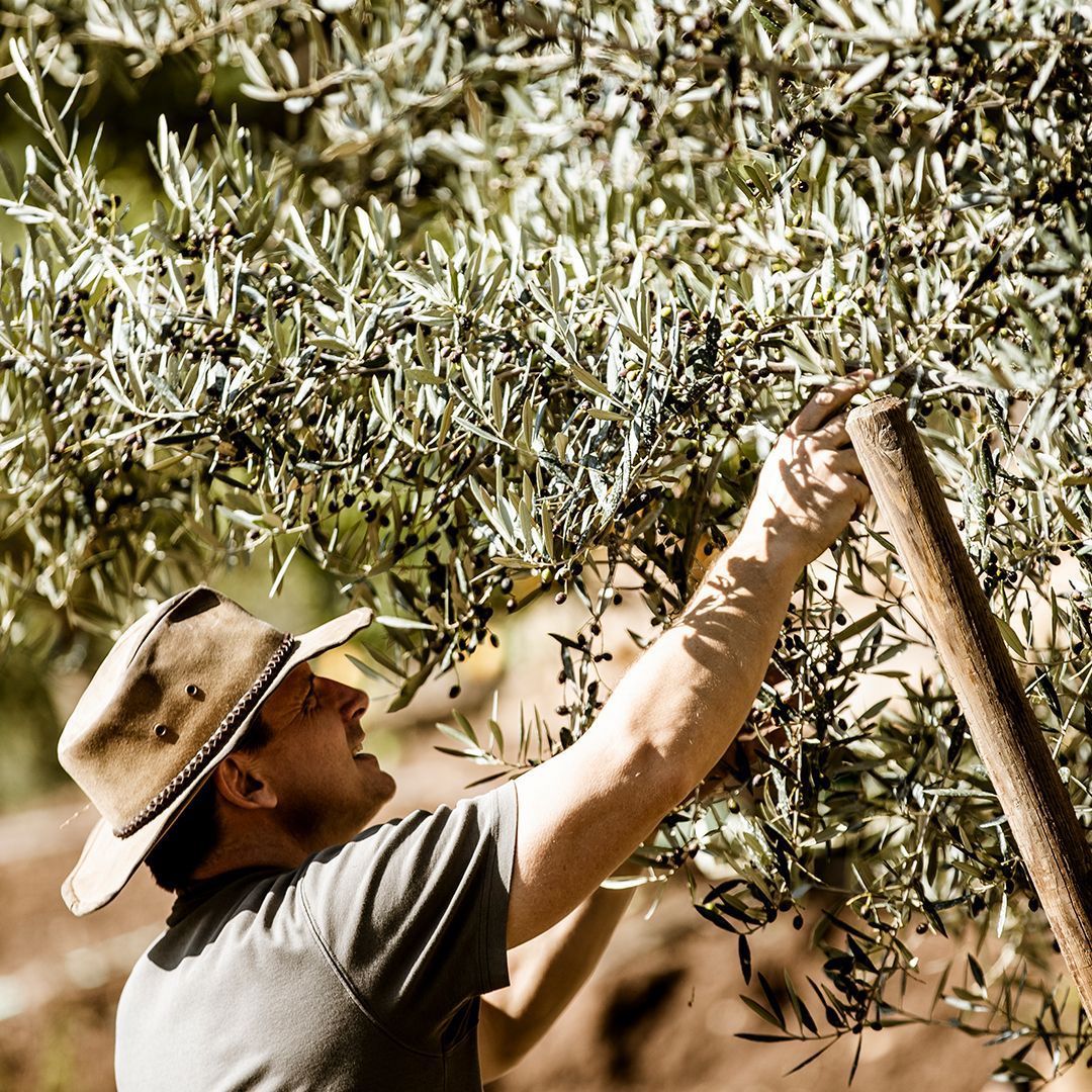 Traditional olive harvest in Taula del Sénia