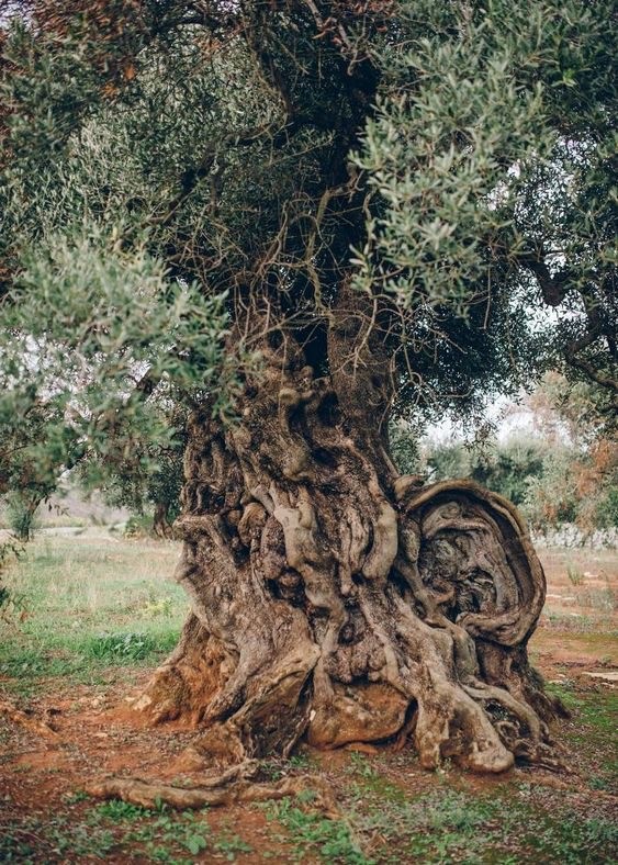 Ancient olive tree in Taula del Sénia, between Valencia and Barcelona